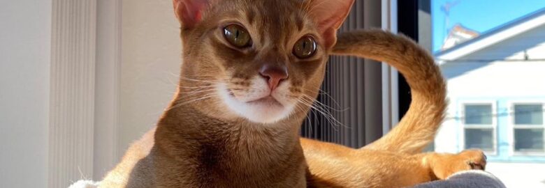 Abyssinian Kittens for sale