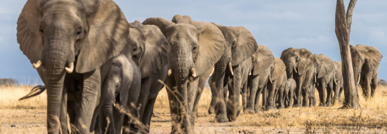 Kenya Incentives Tours & Safaris